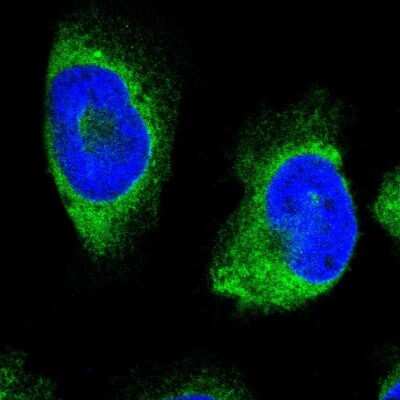 Immunocytochemistry/ Immunofluorescence: ERLIN1 Antibody [NBP1-88539]