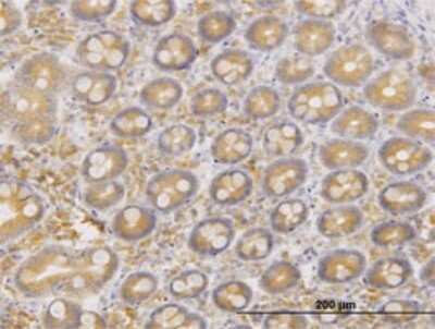 Immunohistochemistry-Paraffin: ERO1L Antibody (4G3) [H00030001-M01]