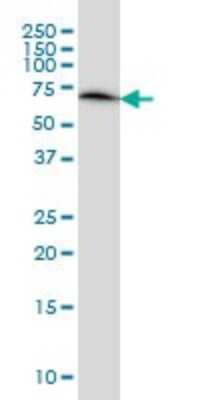 Western Blot: ERO1L Antibody (4G3) [H00030001-M01]