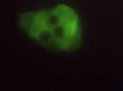Immunocytochemistry/ Immunofluorescence: ERO1L Antibody [NB100-2525]