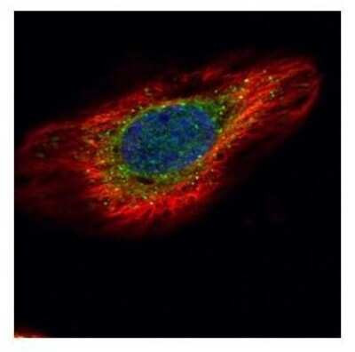 Immunocytochemistry/ Immunofluorescence: ERP29 Antibody [NBP1-33076]