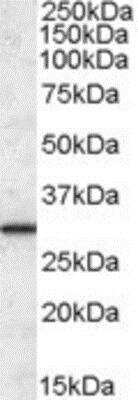 Western Blot: ERP29 Antibody [NBP1-05028]