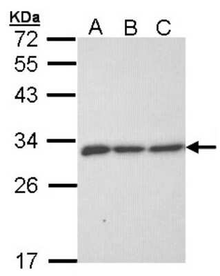 Western Blot: ERP29 Antibody [NBP1-33076]