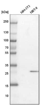 Western Blot: ERP29 Antibody [NBP1-88396]
