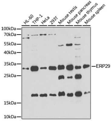 Western Blot: ERP29 AntibodyBSA Free [NBP3-03072]