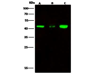 Western Blot: ERP44 Antibody [NBP2-97000]
