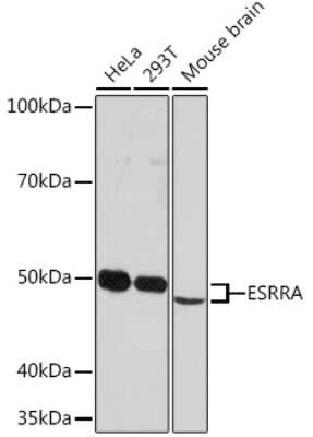 Western Blot: ERR alpha/NR3B1 Antibody (2R10S3) [NBP3-16349]