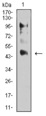 Western Blot: ERR alpha/NR3B1 Antibody (6F1E6)BSA Free [NBP2-61768]