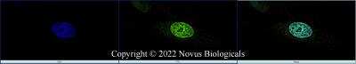 Immunocytochemistry/ Immunofluorescence: ERR alpha/NR3B1 Antibody - BSA Free [NBP1-47254]