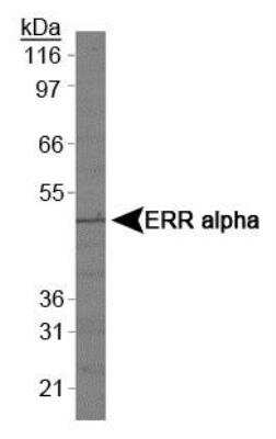 Western Blot: ERR alpha/NR3B1 AntibodyBSA Free [NBP1-47254]