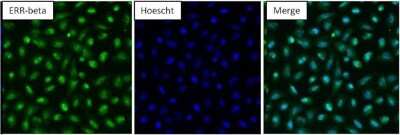 Immunocytochemistry/ Immunofluorescence: ERR beta/NR3B2 Antibody [NB300-748]