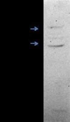 Western Blot: ERR beta/NR3B2 Antibody [NB300-748]