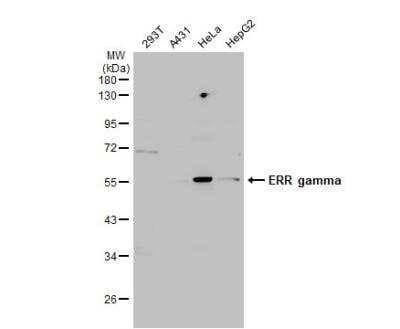 Western Blot: ERR gamma/NR3B3 Antibody [NBP1-32853]
