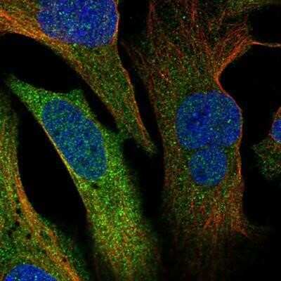 Immunocytochemistry/ Immunofluorescence: ERRFI1 Antibody [NBP1-81835]