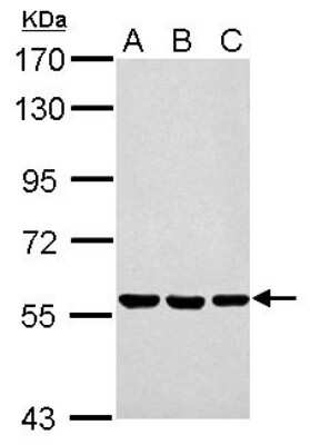 Western Blot: ERp57/PDIA3 Antibody [NBP2-16369]