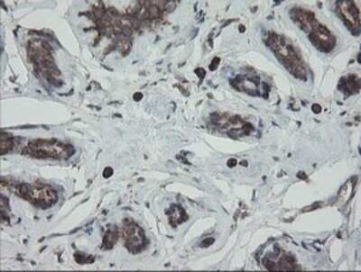 Immunohistochemistry: ERp57/PDIA3 Antibody (OTI3E1) [NBP2-46362]