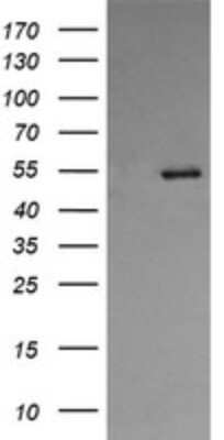 Western Blot: ERp57/PDIA3 Antibody (OTI4D7) [NBP2-46369]