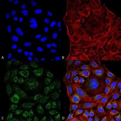 Immunocytochemistry/ Immunofluorescence: ERp57/PDIA3 Antibody (4F9) [NBP2-59695]