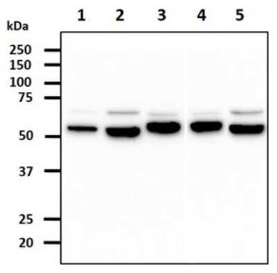 Western Blot: ERp57/PDIA3 Antibody (9E9)BSA Free [NBP2-59431]