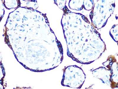 Immunohistochemistry-Paraffin: ERp57/PDIA3 Antibody (9S9X4) [NBP3-16394]