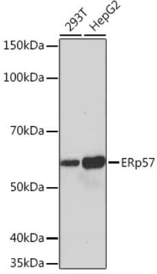 Western Blot: ERp57/PDIA3 Antibody (9S9X4) [NBP3-16394]