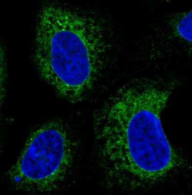 Immunocytochemistry/ Immunofluorescence: ERp57/PDIA3 Antibody (CL2444) [NBP2-36765]