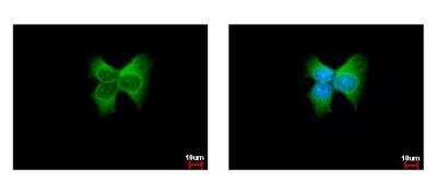 Immunocytochemistry/ Immunofluorescence: ERp57/PDIA3 Antibody [NB100-78614]