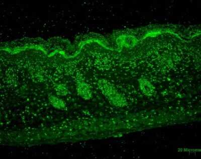 Immunohistochemistry: ERp57/PDIA3 Antibody (Map.ERp57 (GRP58)) [NBP2-59689]