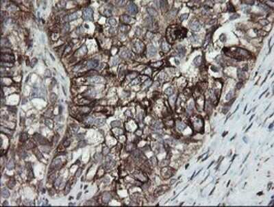 Immunohistochemistry: ERp57/PDIA3 Antibody (OTI3E1) - Azide and BSA Free [NBP2-70848]