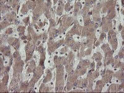 Immunohistochemistry: ERp57/PDIA3 Antibody (OTI3E1) - Azide and BSA Free [NBP2-70848]