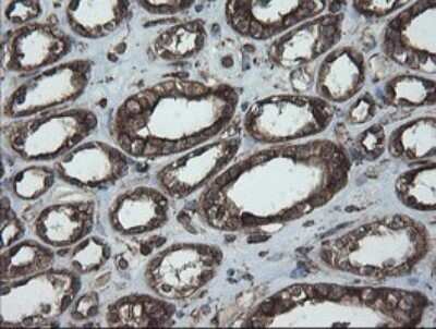 Immunohistochemistry: ERp57/PDIA3 Antibody (OTI4D7) - Azide and BSA Free [NBP2-70849]