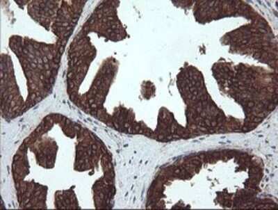 Immunohistochemistry: ERp57/PDIA3 Antibody (OTI4D7) - Azide and BSA Free [NBP2-70849]