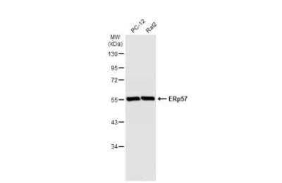 Western Blot: ERp57/PDIA3 Antibody [NB100-78614]