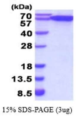 SDS-PAGE: Recombinant Human ERp57/PDIA3 His Protein [NBP2-52140]