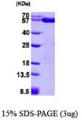 SDS-PAGE: Recombinant Human ERp57/PDIA3 His Protein [NBP1-37081]
