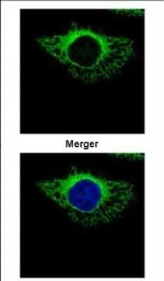 Immunocytochemistry/ Immunofluorescence: ERp72 Antibody [NBP2-16371]