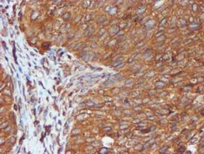 Immunohistochemistry: ERp72 Antibody (OTI2B9) - Azide and BSA Free [NBP2-71488]