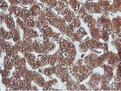 Immunohistochemistry: ERp72 Antibody (OTI2B9) - Azide and BSA Free [NBP2-71488]
