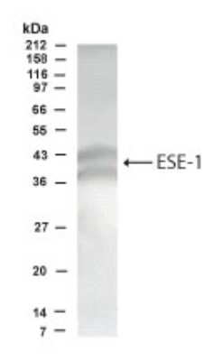 Western Blot: ELF3/ESE-1 AntibodyBSA Free [NB600-212]