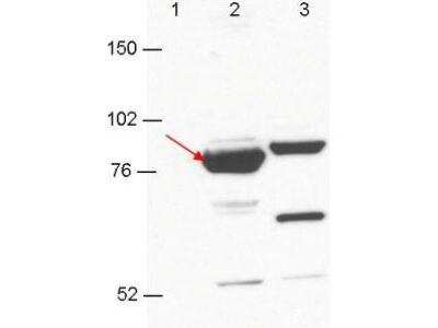 Western Blot: ESRP1/2 Antibody (23A7.C9) [NBP1-77971]