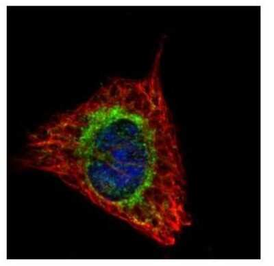 Immunocytochemistry/ Immunofluorescence: ETFA Antibody [NBP2-16382]