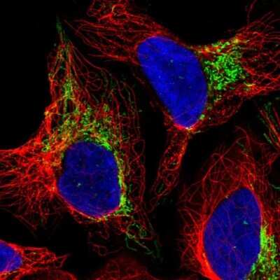 Immunocytochemistry/ Immunofluorescence: ETHE1 Antibody [NBP1-81688]