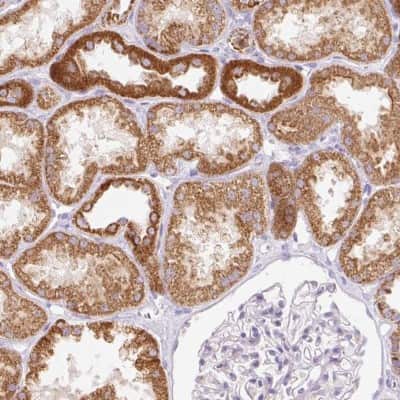 Immunohistochemistry-Paraffin: ETNK2 Antibody [NBP2-49248]