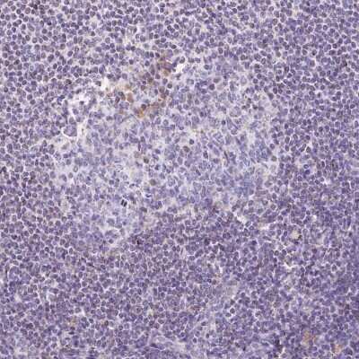Immunohistochemistry-Paraffin: ETNK2 Antibody [NBP2-49248]
