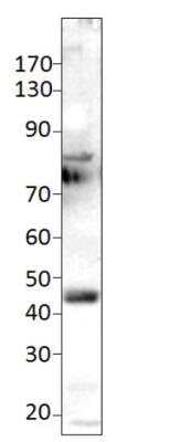 Western Blot: ETS1 associated protein II Antibody Blocking Peptide [NBP2-11491PEP]