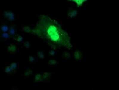 Immunocytochemistry/ Immunofluorescence: ETS2 Antibody (OTI2A3) - Azide and BSA Free [NBP2-70694]