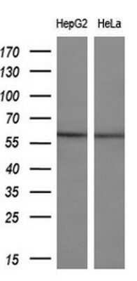 Western Blot: ETS2 Antibody (OTI2A3)Azide and BSA Free [NBP2-70694]