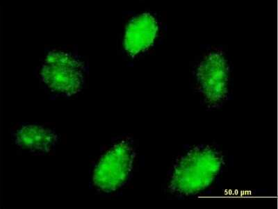 Immunocytochemistry/ Immunofluorescence: ETV7 Antibody [H00051513-B01P]