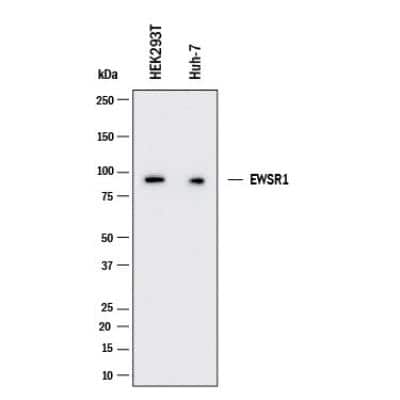 Western Blot: EWSR1 Antibody (5H7) [NBP1-92686]
