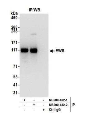 Immunoprecipitation: EWSR1 Antibody [NB200-182]